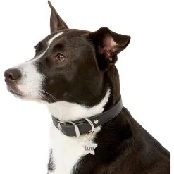 Frisco Stainless Steel Personalized Dog & Cat ID Tag, Star 12 Frisco Stainless Steel Personalized Dog & Cat ID Tag, Star -Frisco 153017 PT5. AC SS1800 V1540562610