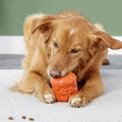 Frisco Halloween Pumpkin Rubber Treat Dispenser Dog Toy, Medium/Large -Frisco 164763 PT5. AC SS1800 V1689876672