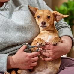 Frisco Dog & Cat Nail Clippers 7 Frisco Dog & Cat Nail Clippers -Frisco 206880 PT3. AC SS1800 V1680186387