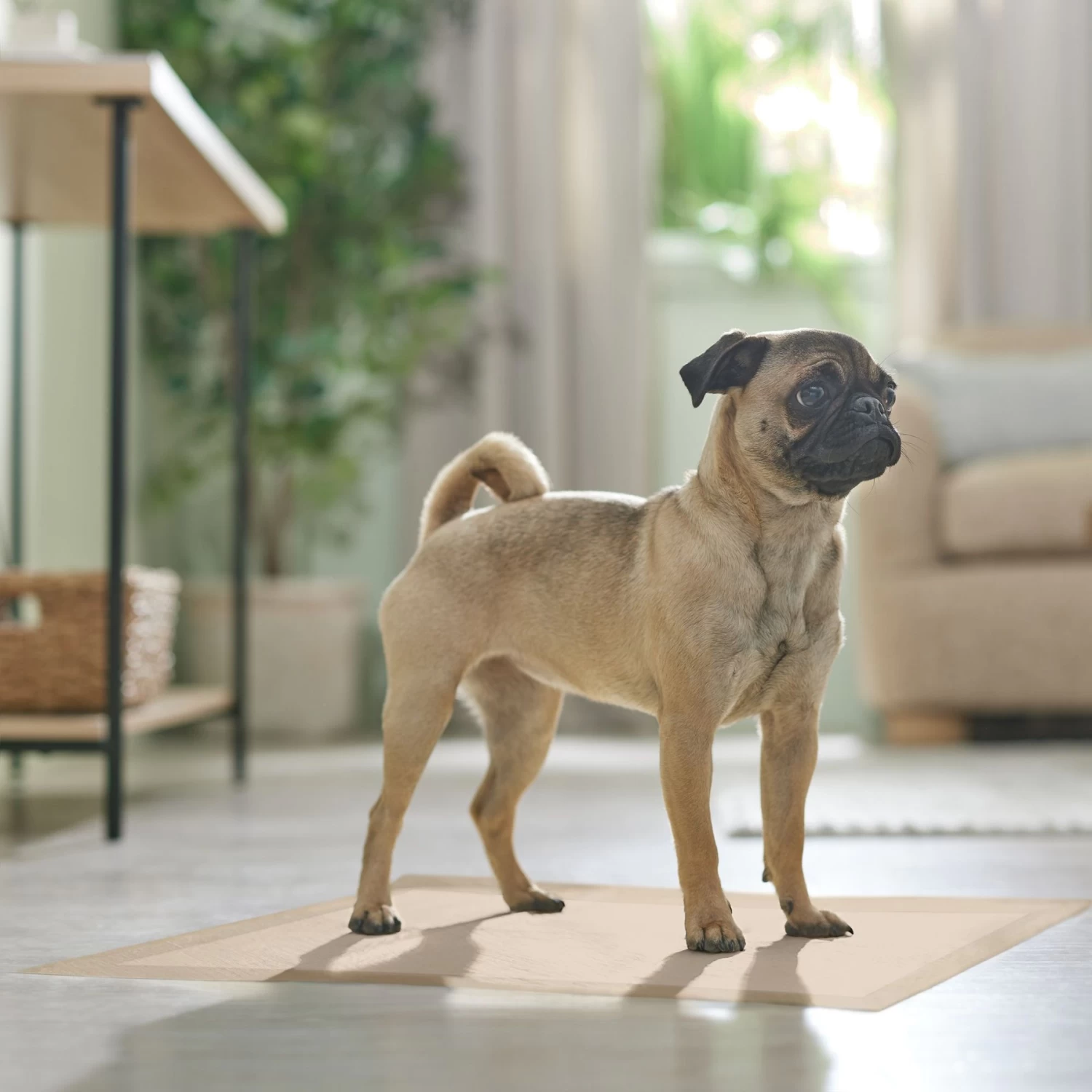 Frisco Large Eco-Conscious Dog Training & Potty Pads 7 Frisco Large Eco-Conscious Dog Training & Potty Pads - Image 7