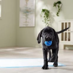 Frisco Premium Extra Large Printed Dog Training & Potty Pads 15 Frisco Premium Extra Large Printed Dog Training & Potty Pads -Frisco 227468 PT6. AC SS1800 V1674666681