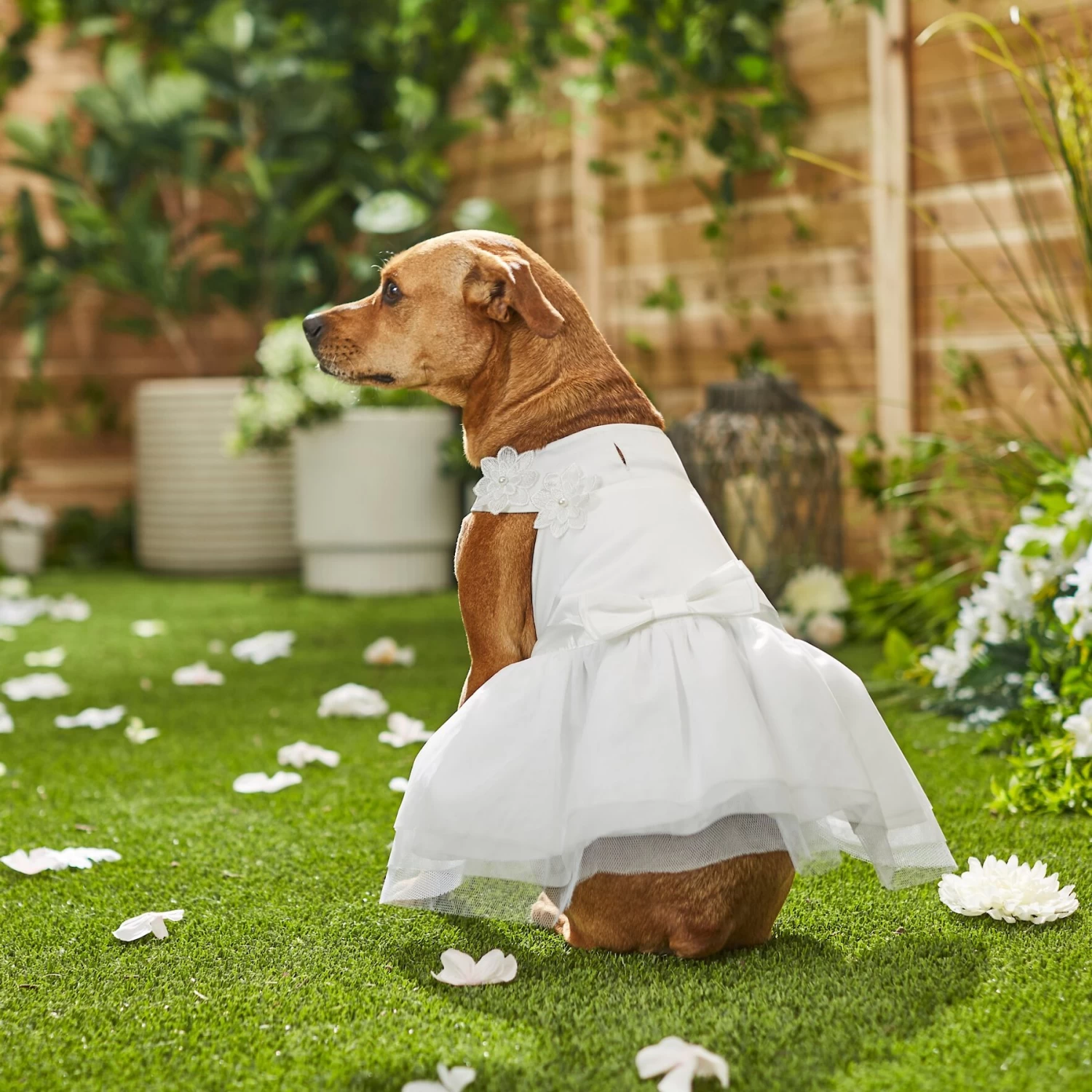 Frisco Formal Dog Wedding Dress 7 Frisco Formal Dog Wedding Dress - Image 7