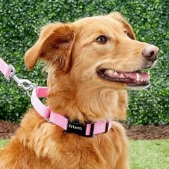Frisco Solid Nylon Personalized Martingale Dog Collar 13 Frisco Solid Nylon Personalized Martingale Dog Collar -Frisco 249561 PT6. AC SS1800 V1628878316