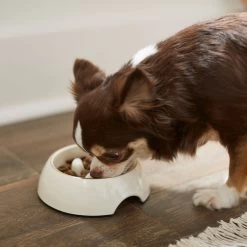 Frisco Melamine Slow Feed Dog & Cat Bowl With Gold Trim 10 Frisco Melamine Slow Feed Dog & Cat Bowl With Gold Trim -Frisco 253066 PT2. AC SS1800 V1616597844