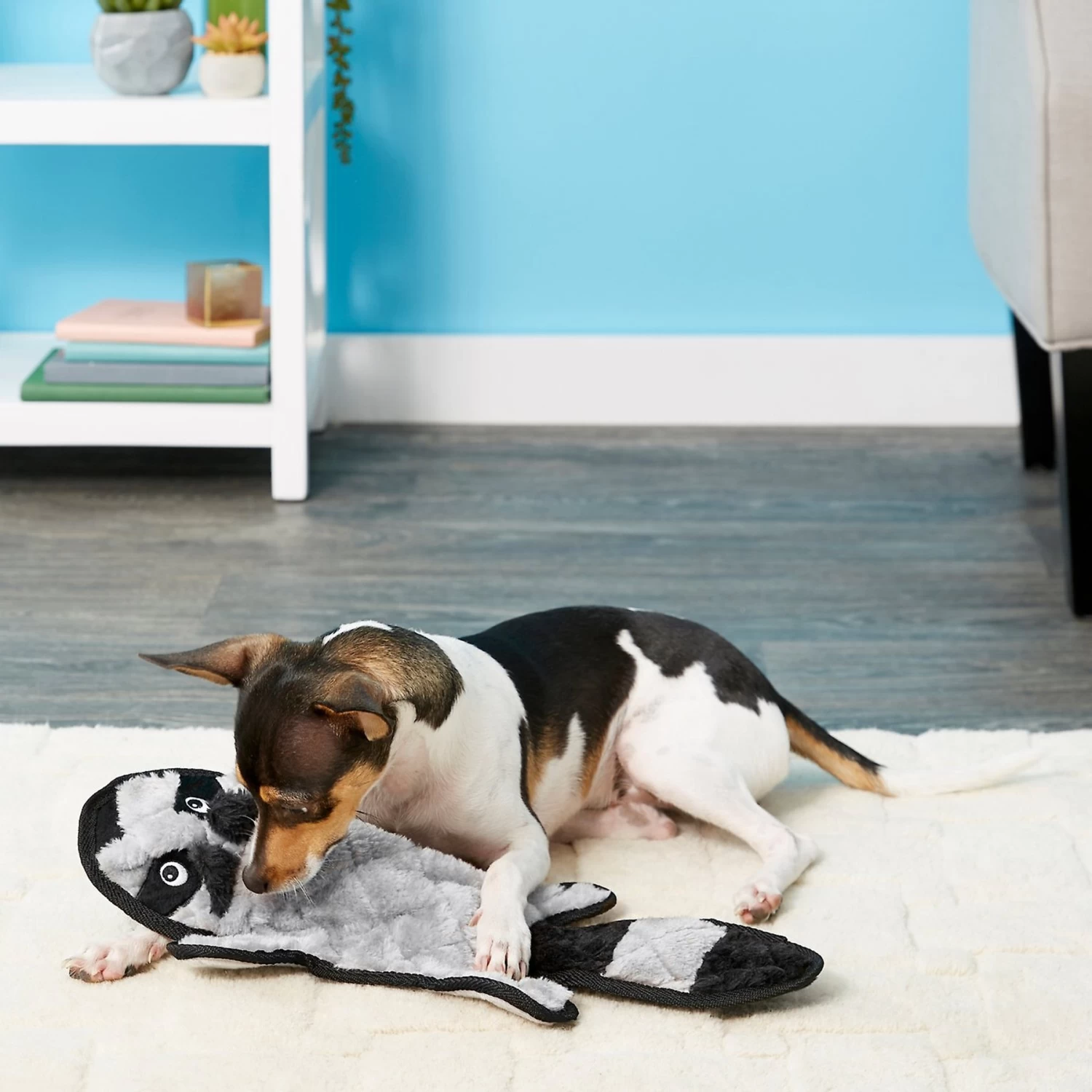 Frisco Alligator Stuffing-Free Flat Plush Squeaky Dog Toy & Frisco Raccoon Stuffing-Free Flat Plush Squeaky Dog Toy 5 Frisco Alligator Stuffing-Free Flat Plush Squeaky Dog Toy & Frisco Raccoon Stuffing-Free Flat Plush Squeaky Dog Toy - Image 5