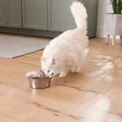Frisco Flare Non-Skid Stainless Steel Dog & Cat Bowl 16 Frisco Flare Non-Skid Stainless Steel Dog & Cat Bowl -Frisco 257162 PT7. AC SS1800 V1615989167
