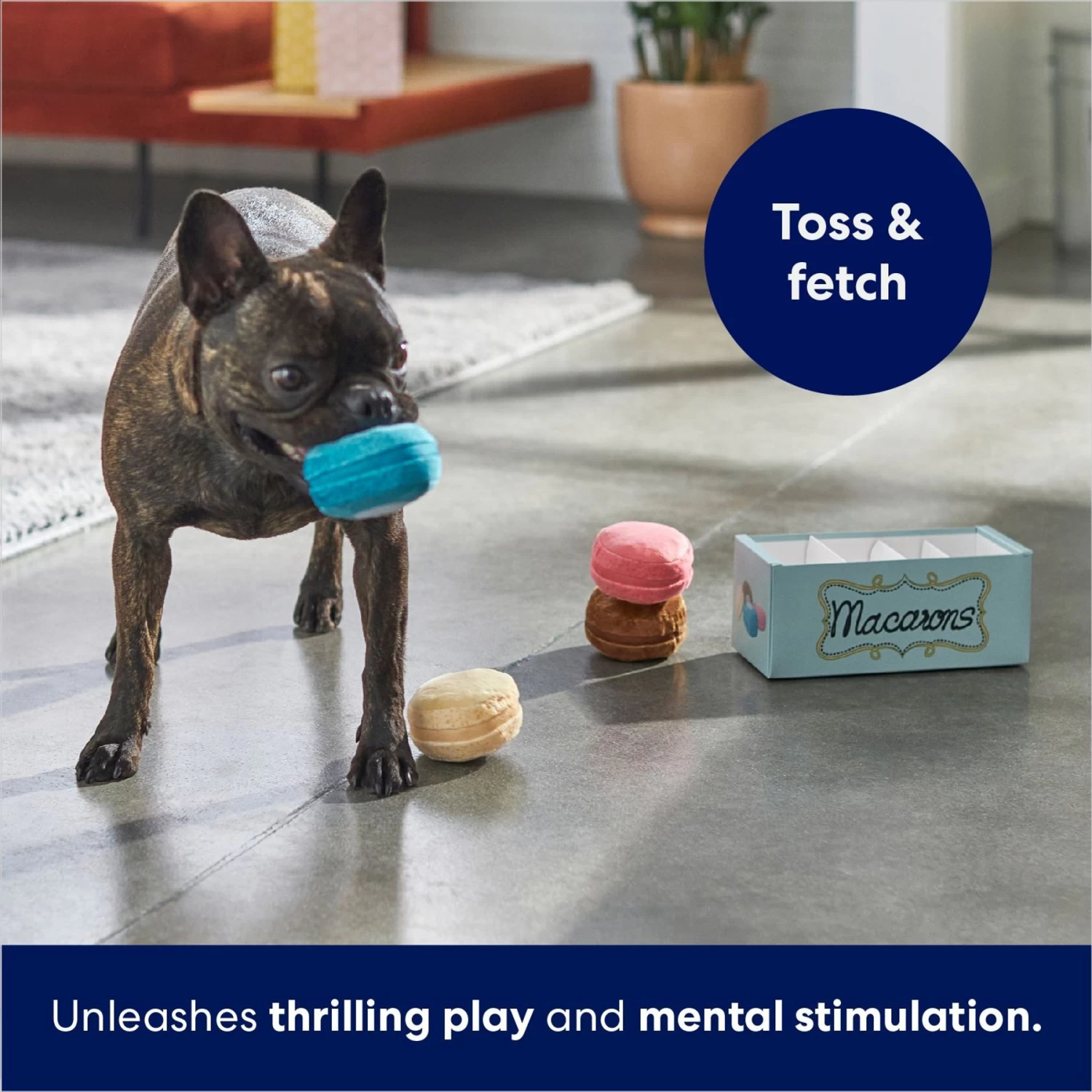 Frisco Macaron Interactive Plush Squeaky Dog Toy 5 Frisco Macaron Interactive Plush Squeaky Dog Toy - Image 5