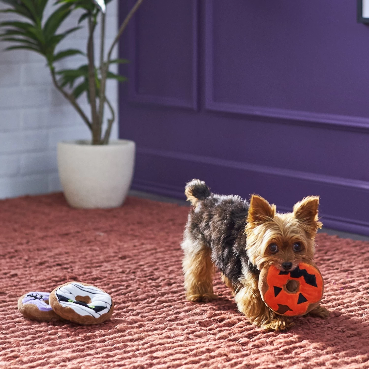 Frisco Halloween Donuts Plush Squeaky Dog Toy 3 Frisco Halloween Donuts Plush Squeaky Dog Toy - Image 3