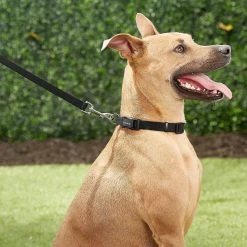 Frisco Solid Nylon Personalized Dog Leash -Frisco 270716 PT6. AC SS1800 V1628029678