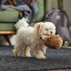 Frisco Camping Hedgehog Plush Squeaky Dog Toy -Frisco 270995 PT3. AC SS1800 V1625009251