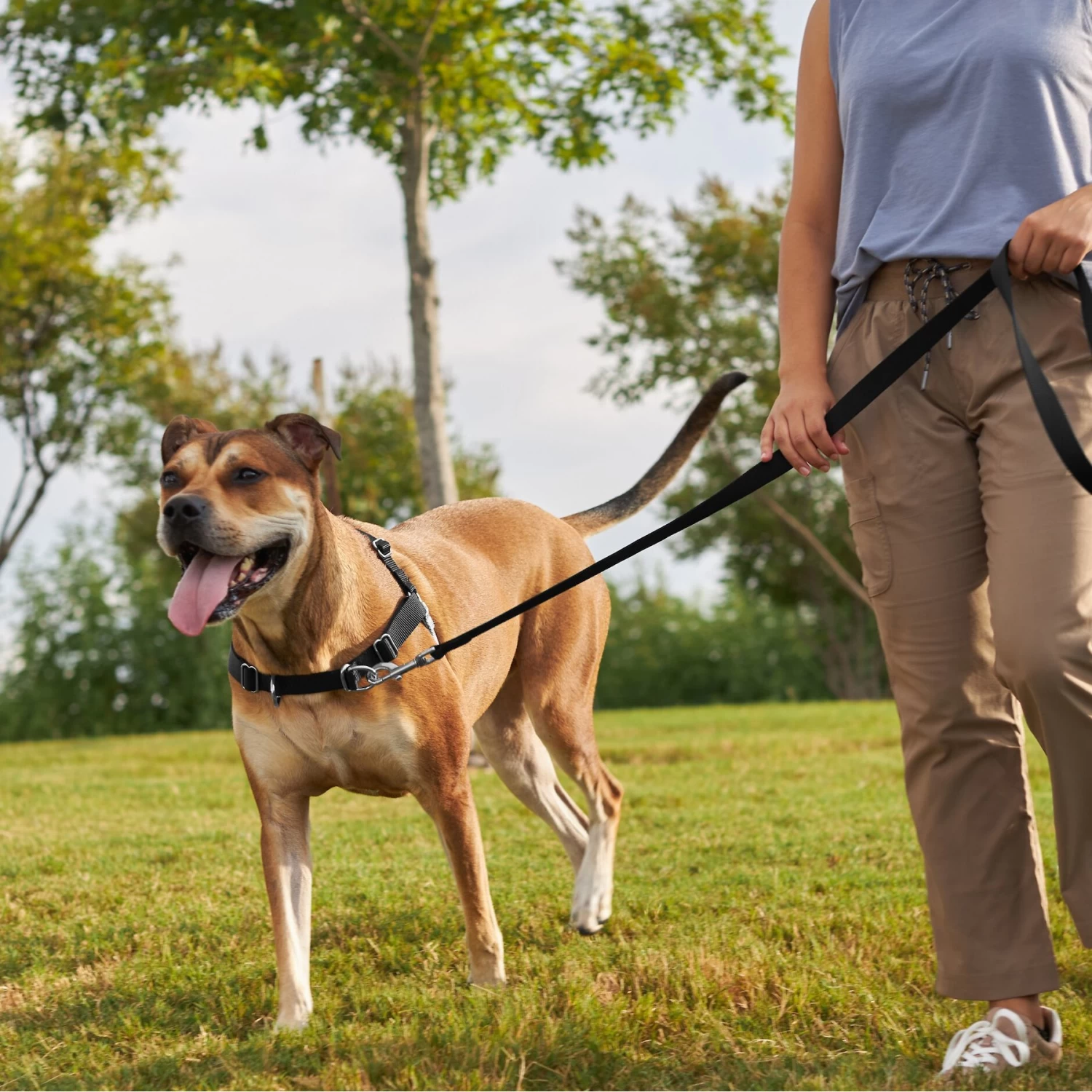 Frisco Basic No Pull Harness 5 Frisco Basic No Pull Harness - Image 5