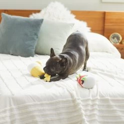 Frisco Brunch Bottomless Mimosas Plush Squeaky Dog Toy, 2 Count 5 Frisco Brunch Bottomless Mimosas Plush Squeaky Dog Toy, 2 Count -Frisco 297226 PT2. AC SS1800 V1642088368