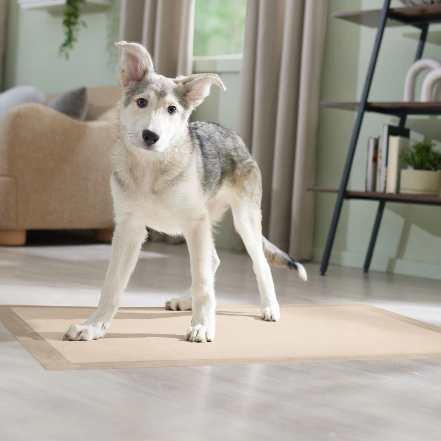 Frisco Giant Eco-Conscious Dog Training & Potty Pads 7 Frisco Giant Eco-Conscious Dog Training & Potty Pads - Image 7