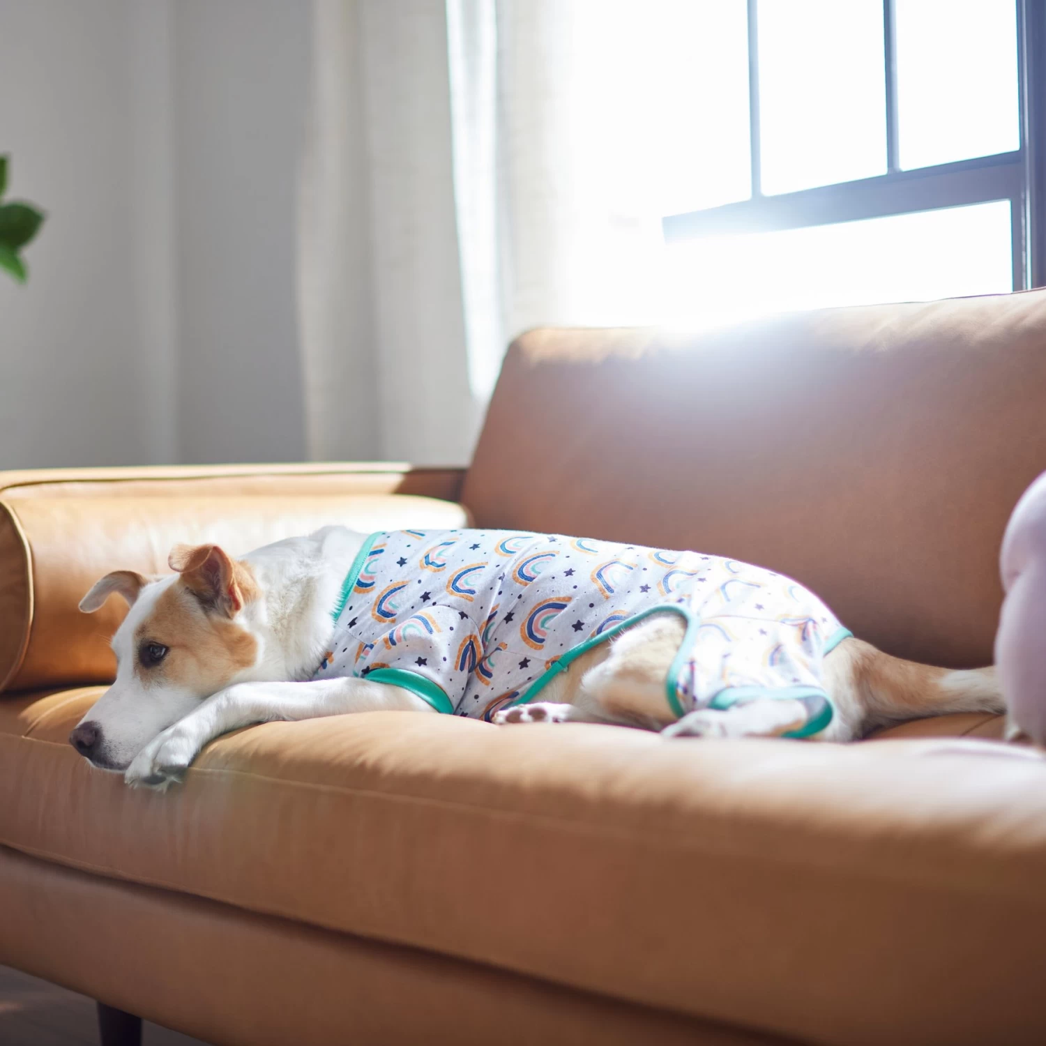 Frisco Rainbow Dog & Cat PJs 5 Frisco Rainbow Dog & Cat PJs - Image 5