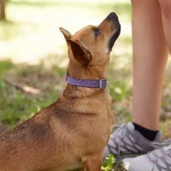 Frisco Outdoor Lightweight Ripstop Nylon Dog Harness & Frisco Outdoor Heathered Nylon Collar 17 Frisco Outdoor Lightweight Ripstop Nylon Dog Harness & Frisco Outdoor Heathered Nylon Collar -Frisco 319194 PT8. AC SS1800 V1631147497