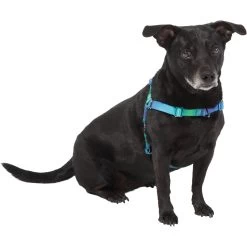 Frisco Green Ombre Style Dog Harness -Frisco 324531 PT2. AC SS1800 V1642519055