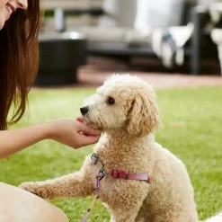 Frisco Pink Ombre Style Dog Harness 9 Frisco Pink Ombre Style Dog Harness -Frisco 324537 PT4. AC SS1800 V1642518514