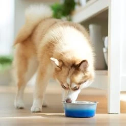 Frisco Ombre Design Stainless Steel Dog & Cat Bowl -Frisco 331516 PT2. AC SS1800 V1657656874