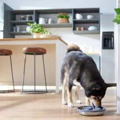 Frisco Silicone Stainless Paw Steel Slow Feeder Dog & Cat Bowl 9 Frisco Silicone Stainless Paw Steel Slow Feeder Dog & Cat Bowl -Frisco 331528 PT2. AC SS1800 V1657656874