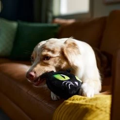Frisco Halloween Black Cat Round Plush Squeaky Dog Toy -Frisco 344039 PT3. AC SS1800 V1657657031