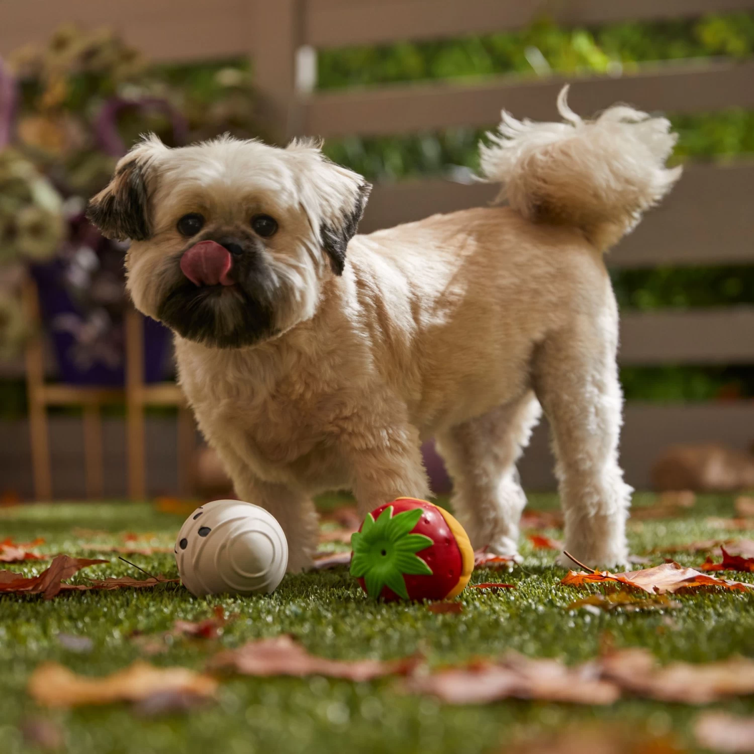 Frisco Halloween Chocolate Covered Strawberries Latex Squeaky Dog Toy 3 Frisco Halloween Chocolate Covered Strawberries Latex Squeaky Dog Toy - Image 3
