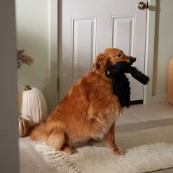 Frisco Halloween Crow Plush Squeaky Dog Toy 7 Frisco Halloween Crow Plush Squeaky Dog Toy -Frisco 344156 PT3. AC SS1800 V1657657048