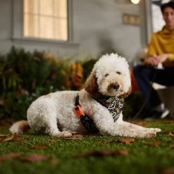 Frisco Halloween Over-The-Head Reflective Bat Wing Vest Harness 12 Frisco Halloween Over-The-Head Reflective Bat Wing Vest Harness -Frisco 347515 PT7. AC SS1800 V1657657091