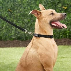 Frisco Orthopedic Pillow Cat & Dog Bed + 4 Items 13 Frisco Orthopedic Pillow Cat & Dog Bed + 4 Items -Frisco 623758 PT4. AC SS1800 V1662741678