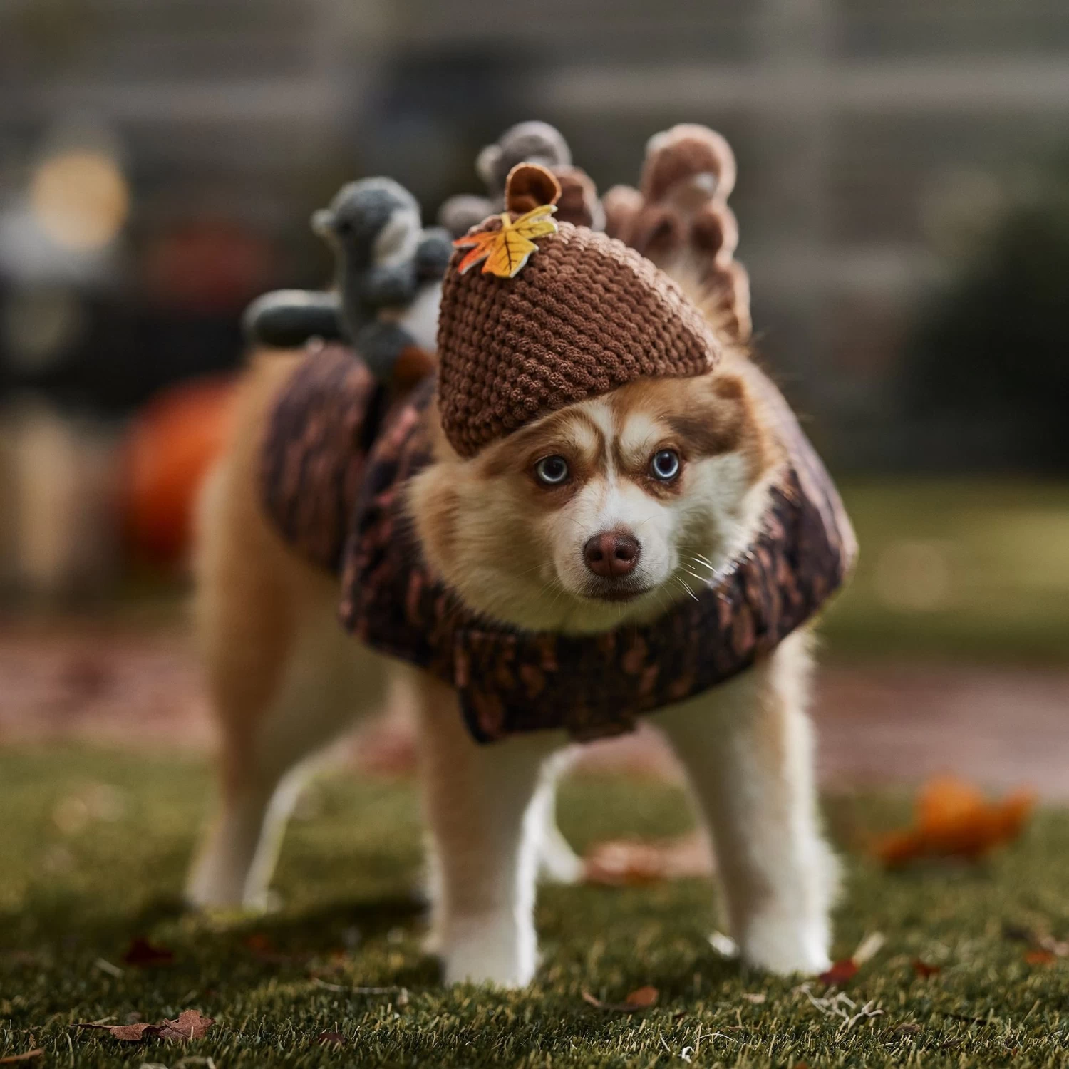 Frisco Squirrels & Nuts Ride-On Dog & Cat Costume 5 Frisco Squirrels & Nuts Ride-On Dog & Cat Costume - Image 5