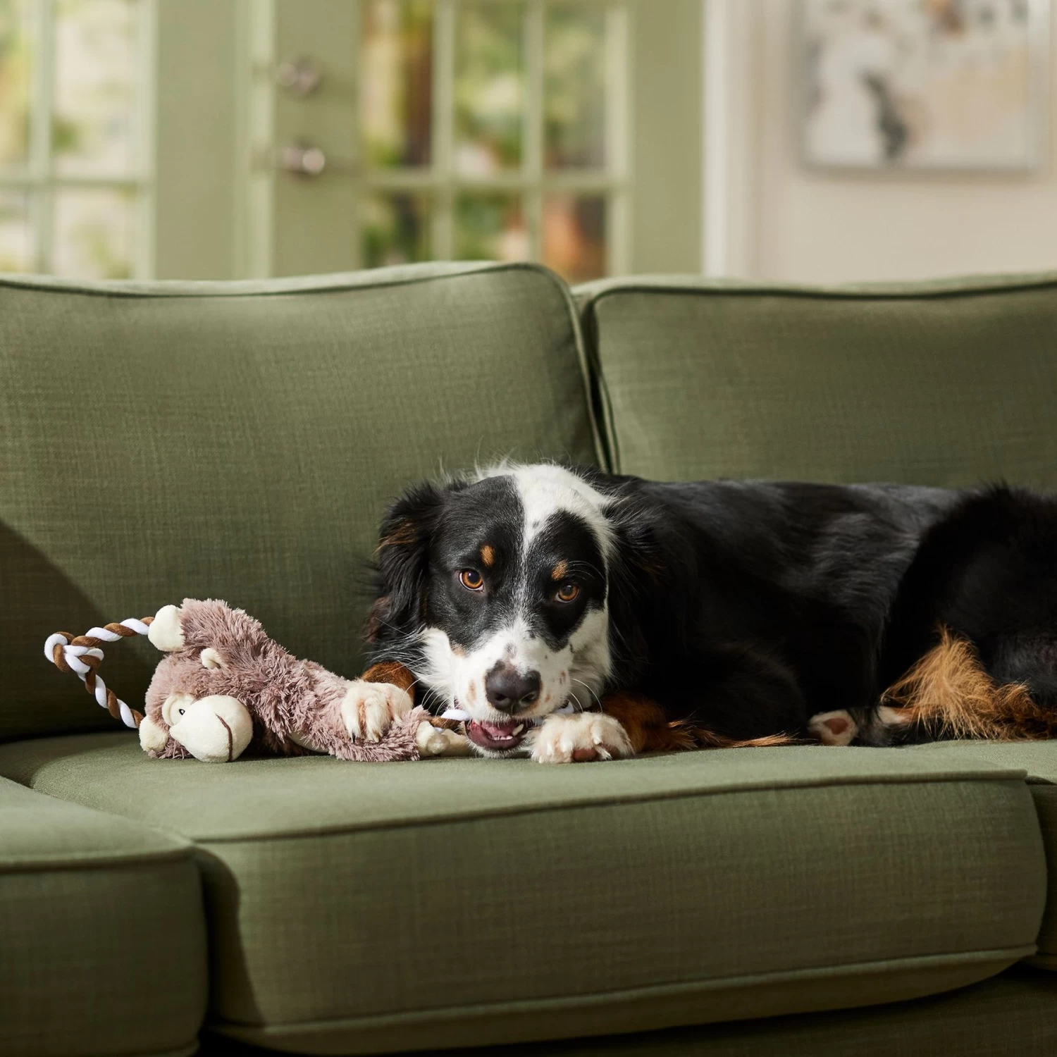 Frisco Monkey Plush With Rope Squeaky Dog Toy & Frisco Cow Plush With Inside Rope Squeaky Dog Toy 5 Frisco Monkey Plush With Rope Squeaky Dog Toy & Frisco Cow Plush With Inside Rope Squeaky Dog Toy - Image 5